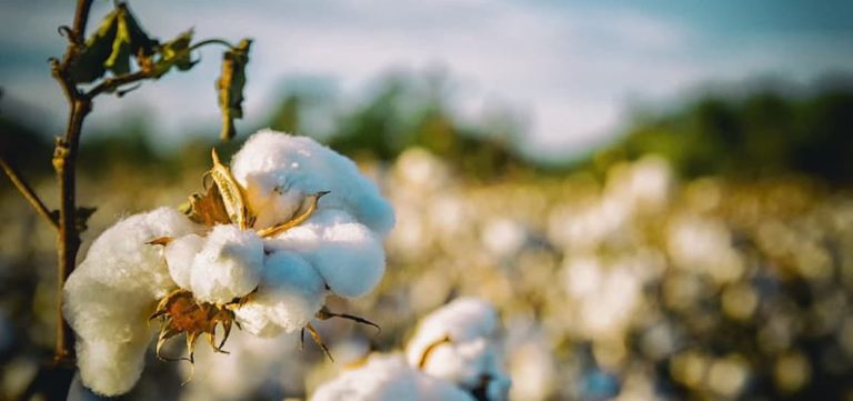 tilt-shift-lens-photography-of-cotton-field-3agfv7uqmzwvsfysyro1ds