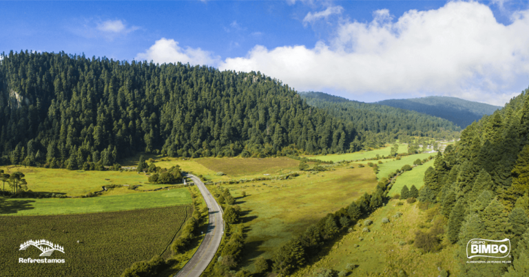 Arbol-Dia-Grupo-Bimbo