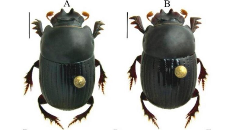 14-12-20-escarabajo-800x445