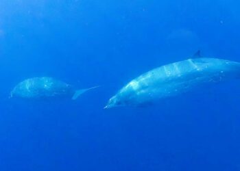 Possible new species of Beaked whale