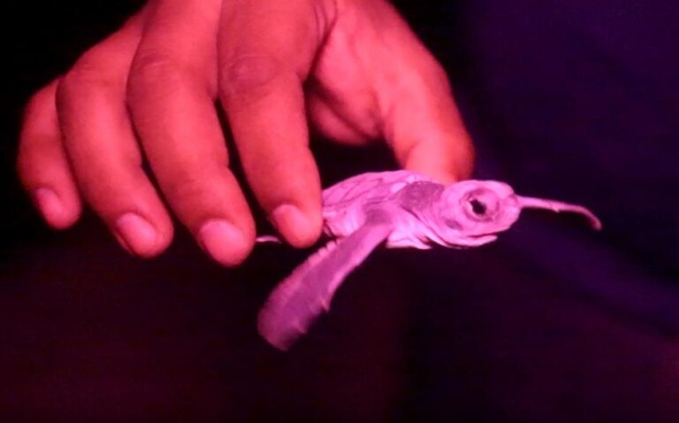 direccion-ecologia-cancun-resguardo-millon_0