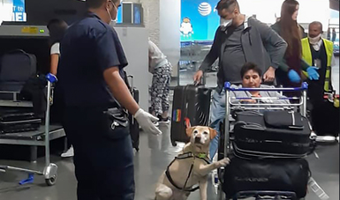 post_201224_Previene_Agricultura_entrada_de_21_especies_de_plagas_a_trav_s_de_inspecci_n_tur_stica-3