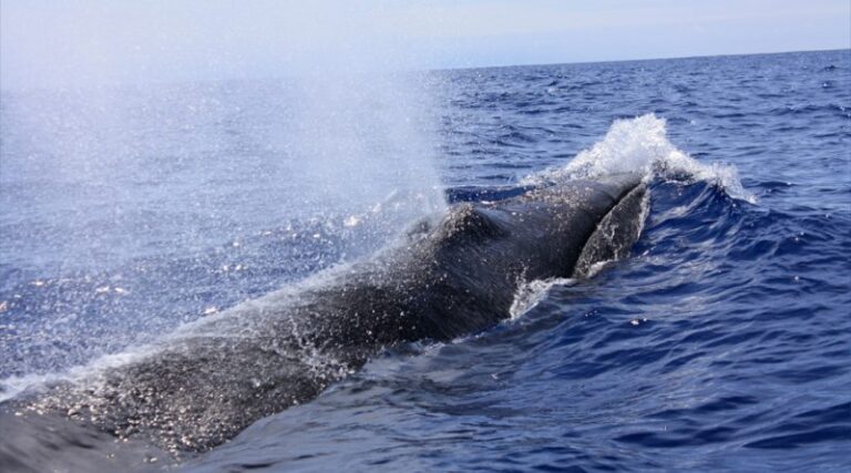 05-01-21-ballenas-800x445