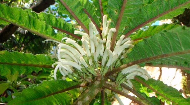 06-01-21-planta-800x445