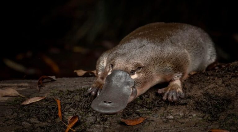 10-01-21-ornitorrinco-800x445