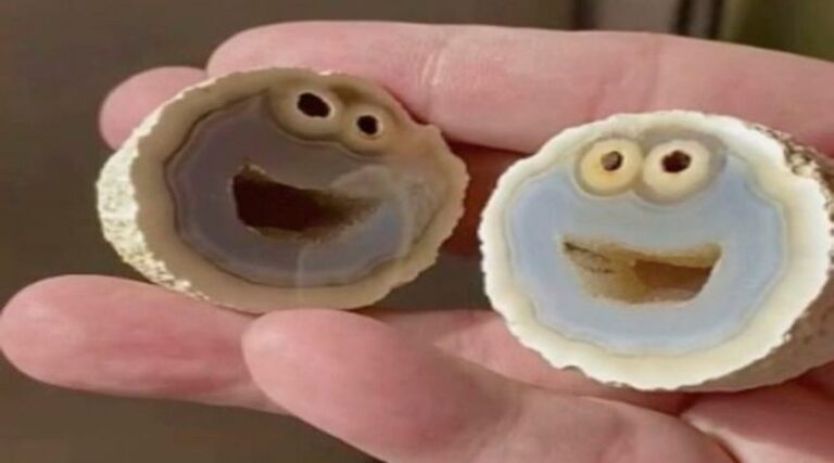 29-01-21-roca-800x445