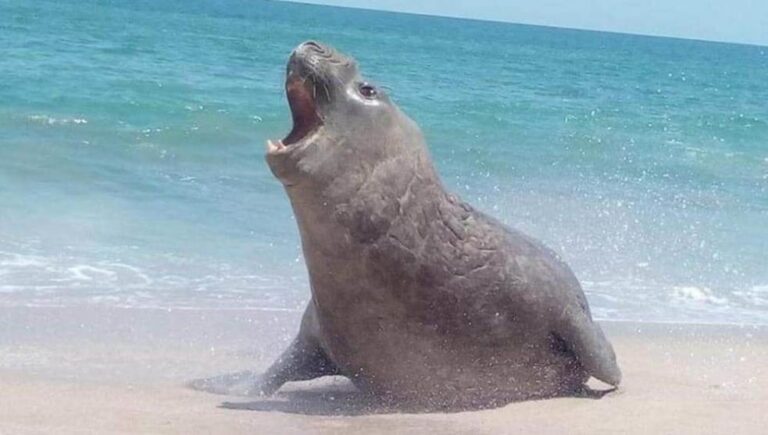 panchito-focus-0-0-983-557