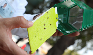 post_210111_AGRICULTURA_SENASICA_CONTENIDA_MOSCA_DEL_MEDITERRANEO_EN_FRONTERA_SUR-3