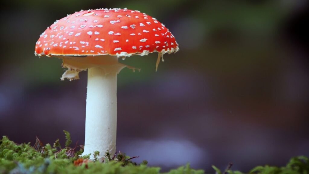 tipos-de-hongos-wide