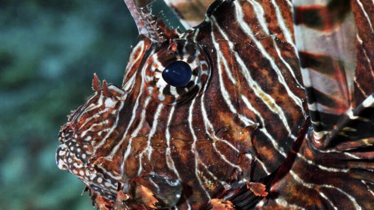 Especies-invasoras-el-Pez-Leon-1