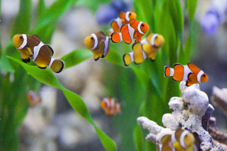 PECES-ORNATO-MORELOS