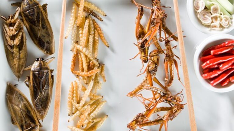 comer-insectos-1280x720