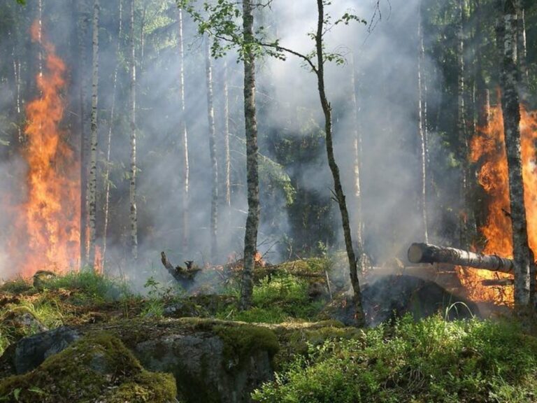 incendio_forestal_sierra_de_chihuahua_crop1555964489456
