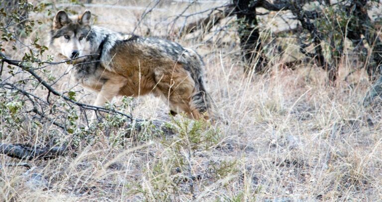 lobo_mexicano_conanp