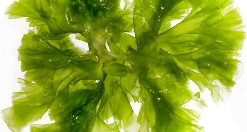 microalgas-envejecimiento