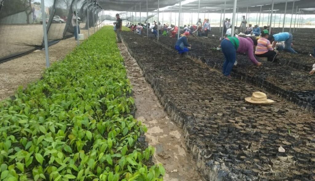 sembrando-vida-1414x814