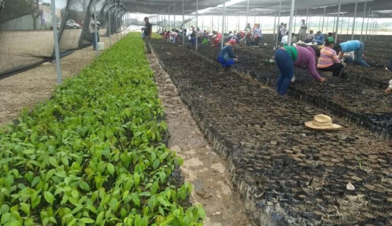 sembrando-vida-1414x814