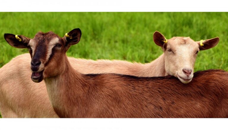 20190828085647goats-2719445_1920