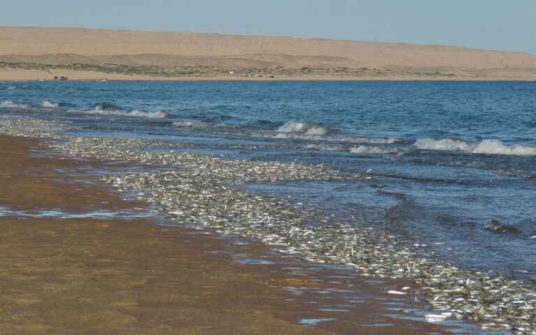 altogolfo3_formattedwp