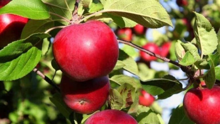 tipos_de_manzanos-1280x720