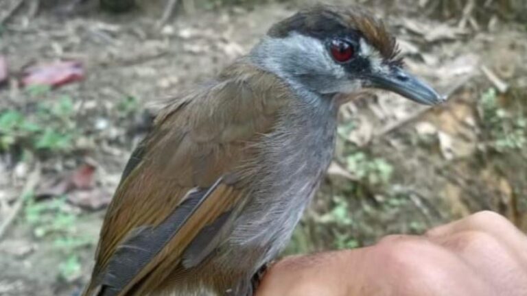 tordina-cejinegra-capturada-en-borneo