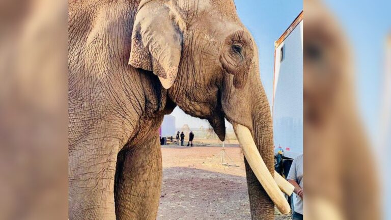 big-boy-elefante-115028