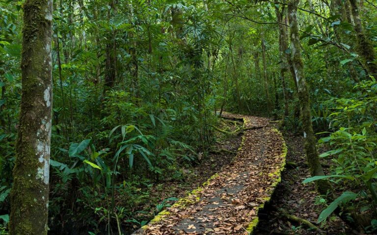 selva-lacandona