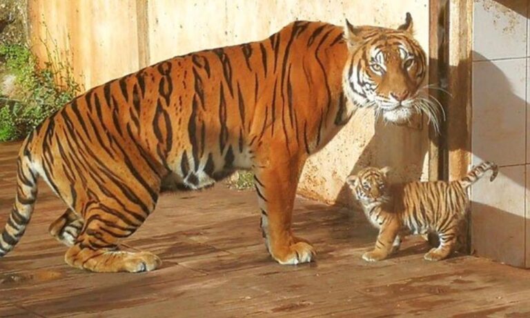 ¿Puedes-tener-animales-exoticos-y-protegidos-como-mascotas_