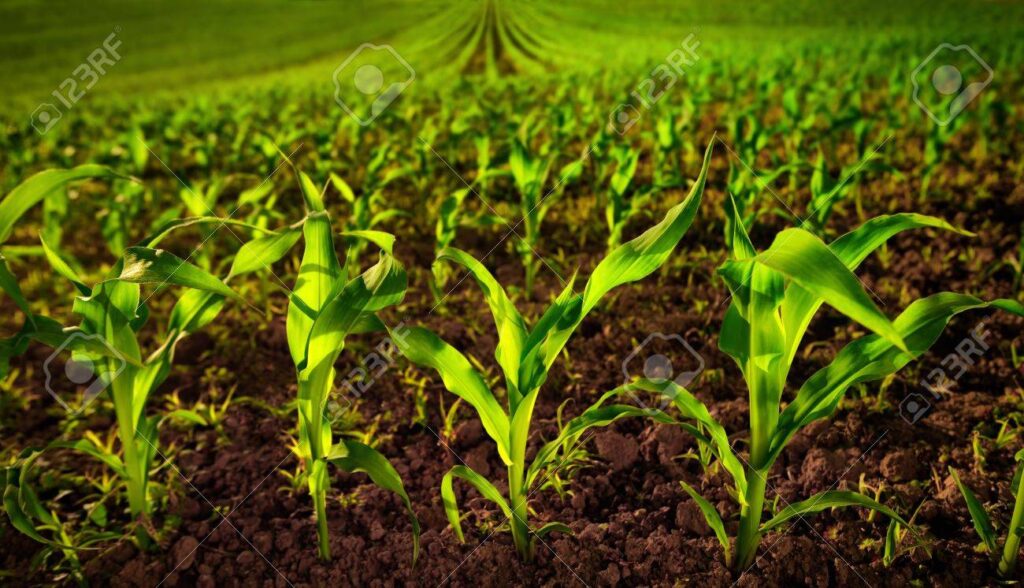 Corn field with young plants and dark fertile soil