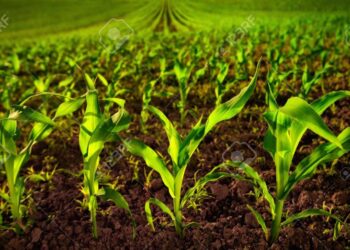 Corn field with young plants on fertile soil, a closeup with vibrant green on dark brown