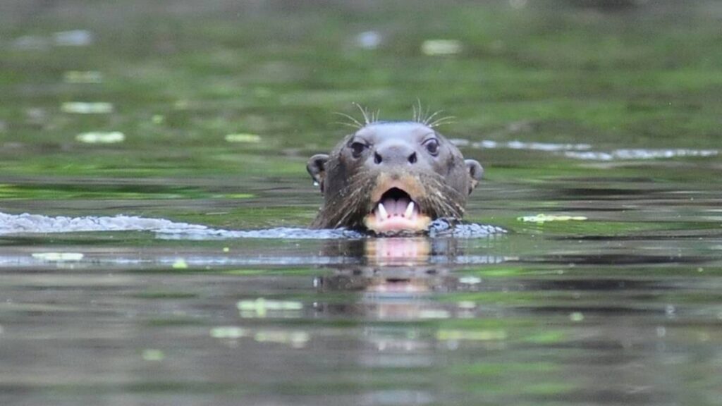 CWDBGZVUUZED5P2JZA7MT55QLI