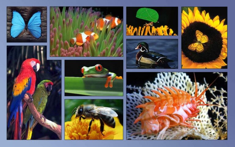 Diversidad-biológica1