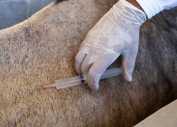 BRA13. RÍO DE JANEIRO (BRASIL), 13/08/2020.- Fotografía sin fechar cedida por el Instituto Vital Brazil que muestra un ensayo en un equino. Brasil, a través de un laboratorio estatal de Río de Janeiro, presentó hoy los primeros estudios y un pedido de patente para un suero desarrollado a partir de plasma equino con una capacidad de crear anticuerpos para el nuevo coronavirus veinte veces superior al de los humanos. EFE/ Cortesía Instituto Vital Brazil/SOLO USO EDITORIAL/NO VENTAS/NO ARCHIVO/MEJOR CALIDAD DISPONIBLE