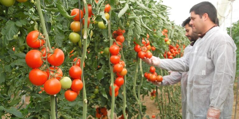 Tomate-Ateneo-1280x640