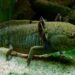 29/01/2020 Axolotl.

El genoma de un tipo de salamanda llamada axolotl, el mayor secuenciado entre ningún animal y diez veces más grande que el del ser humano, parece esconder los secretos de la regeneración.

POLITICA INVESTIGACIÓN Y TECNOLOGÍA
LOKILECH /WIKIPEDIA