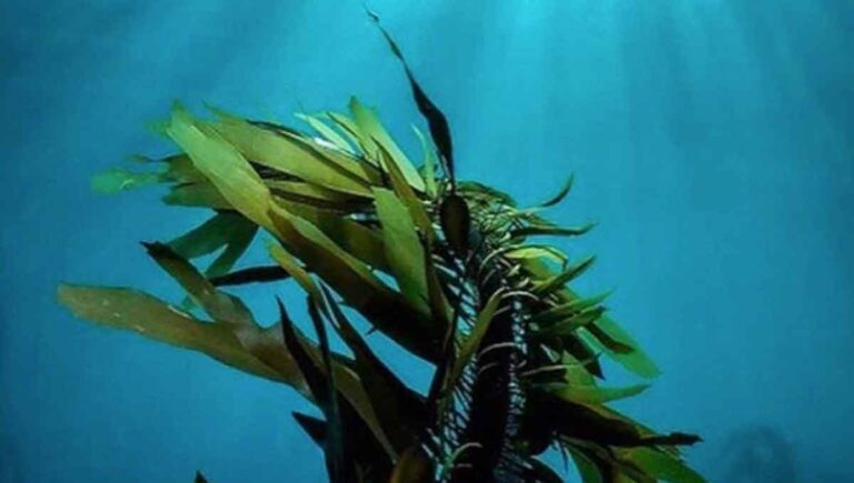 alga-espirulina_mexico-travel-channel_1200x680