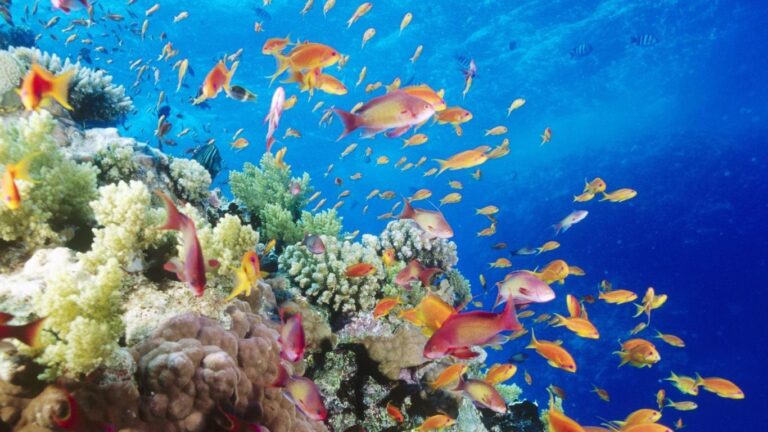 bloqueadores solares alteran ecosistema marino