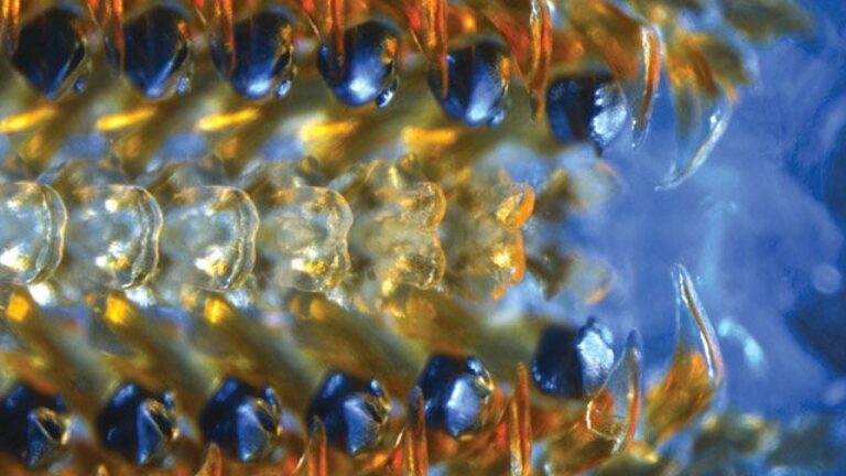 httpstved-prod.adobecqms.netcontentdameditorialTelevisamexicomuyinteresantemxnaturaleza1310cucarachas-moluscos-dientes-metalicos-640x473