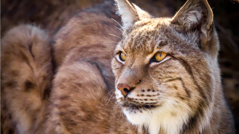 lince-iberico