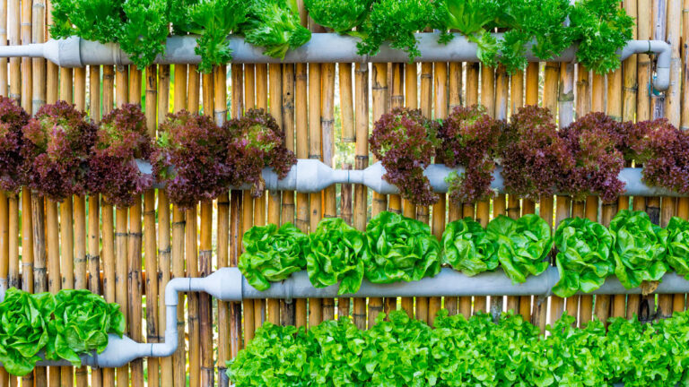 Granjas-verticales-con-cultivos-en-forma-de-rascacielos