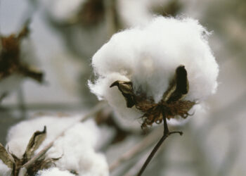 Cotton plant