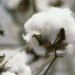 Cotton plant