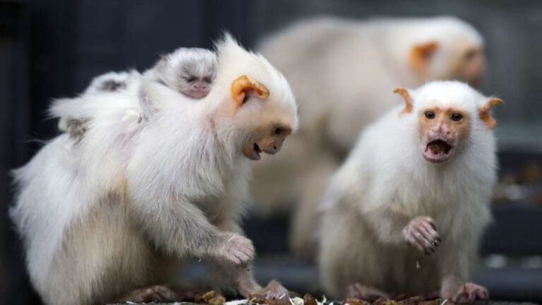 ca-times.brightspotcdn