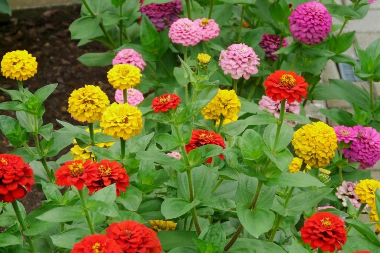 zinnias-assorted-edit