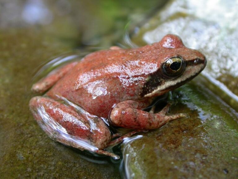 1200px-Rana_pirenaica01