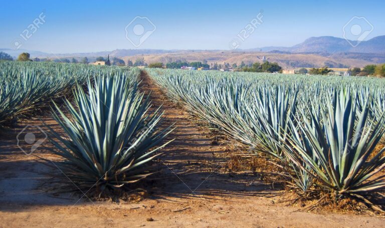 61145387-paisaje-de-agave-a-guadalajara-jalisco-méxico-