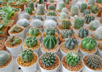 the Small different types of cactus plants.