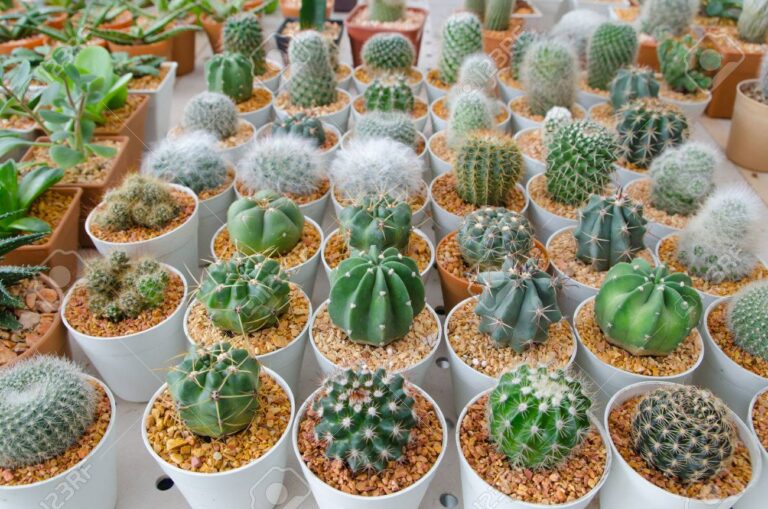 cactus plant in flower pot