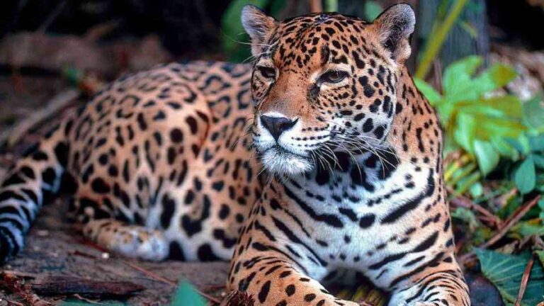 IBZWCOD3VJCFFEKDMTHOLBGHHY