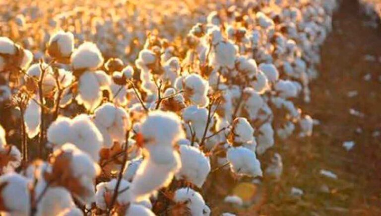 campos-de-algodon_mexico-travel-channel_1200x680
